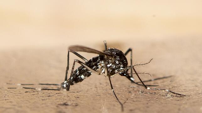 Die Tigermücke kann verschiedene Krankheiten übertragen. Jetzt sind Fälle eines Tropen-Virus am Gardasee aufgetaucht.