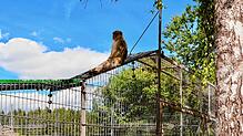 Unternehmunglustig scheint der Berberaffe. Im Juli des vergangenen Jahres saß er im Freizeitpark Tatzmania auf dem Zaun des ...