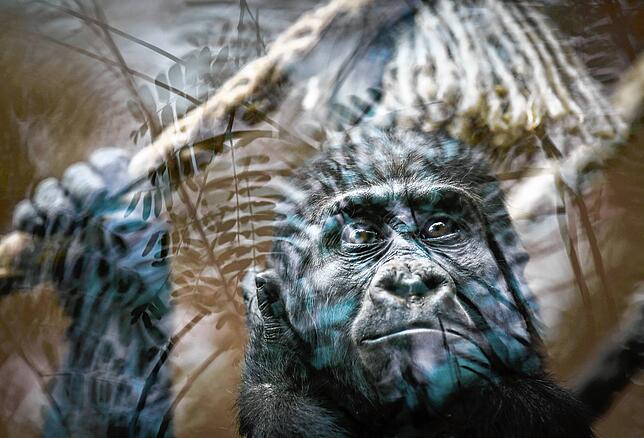Gorillas sind vom Aussterben bedroht. Können zoologische Gärten helfen, die Art zu retten?