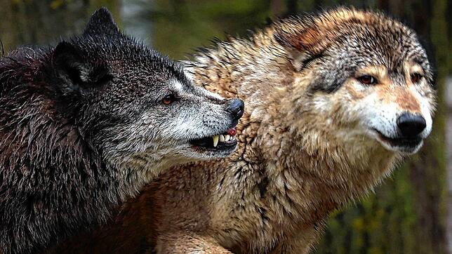 2023 wurden insgesamt 42 Tiere von Wölfen gerissen, 13 mehr als im Jahr zuvor. Um Herden zu schützen, gibt das Land viel Geld aus.