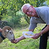 Äpfel für den Chilbi-Bock: Klaus Danner hatte beim Besuch seines Gewinns in Gaiss extra klein geschnittene Äpfel mit dabei. Links: Timon ...