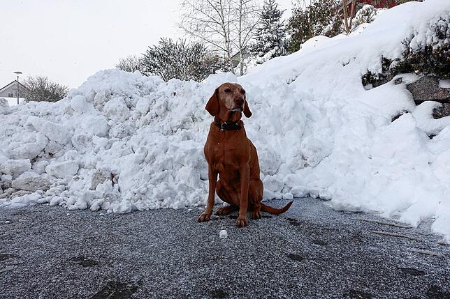 Der Hund hat seine Freude.