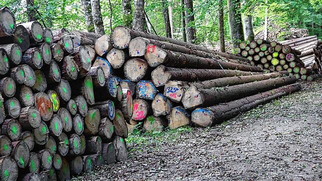 Die Beförsterung des Stühlinger Walds durch die untere Forstbehörde im Kreis Waldshut wird für fünf Jahre verlängert – und sie wird ...