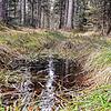 Eine Wasserlache in einem Waldstück bei St. Georgen. Doch der Schein trügt. Wenige Zentimeter tiefer ist der Waldboden viel zu trocken, ...