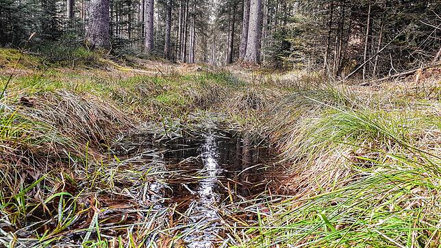 Eine Wasserlache in einem Waldstück bei St. Georgen. Doch der Schein trügt. Wenige Zentimeter tiefer ist der Waldboden viel zu trocken, ...
