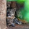 Tamani, Taruna und Tarim schmiegen sich an ihre Mama, die stolze Schneeleopardin Rangi im Basler Zoo.