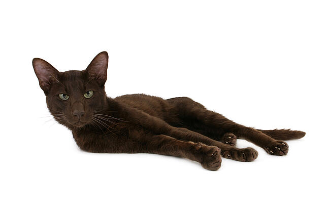 Havanna-Katze