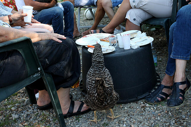 Scheu vor Menschen haben die Hühner der Konstanzer Hühnergenossenschaft nicht. Hier inspiziert ein Huhn, ob auf den Tellern nichg noch ...