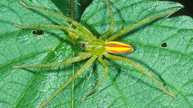 Die Grüne Huschspinne wurde 2004 zur Spinne des Jahres gewählt.