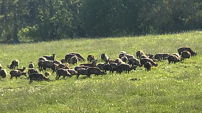 Ein Teil der Herde der Mufflons am Hohenstoffeln, die dort nach Angaben von Landwirten und Waldbesitzer ganze Wiesen und Jungpflanzen ...