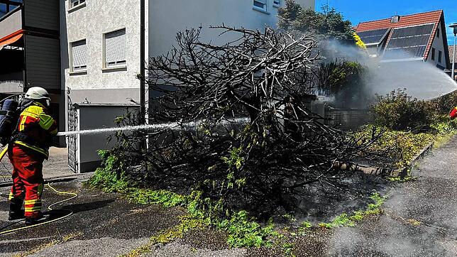 Die Feuer Bad Säckingen löscht einen Heckenbrand. Bei geplanten Bränden sollte man laut Tobias Förster immer Abstand zu brennbarem ...