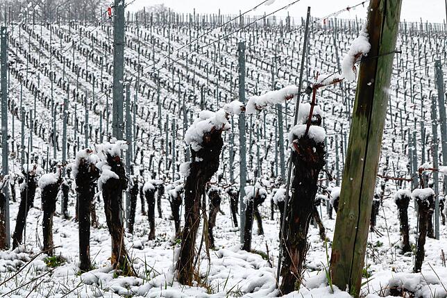 Die Weinreben in Meersburg im Schnee.
