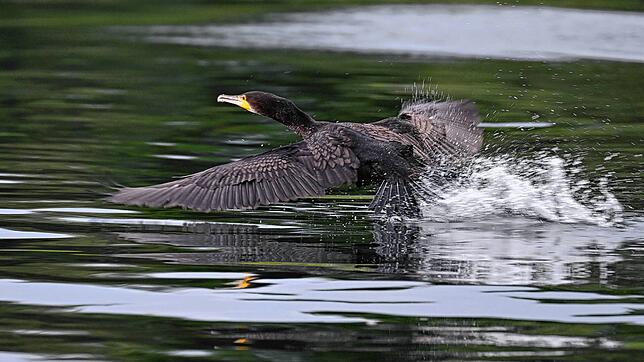 Ein Kormoran startet an der Lipach-Mündung zum Flug über den Bodensee.