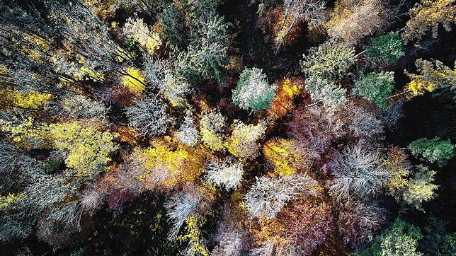 Herbstwald am Gehrenberg. Die Drohnen-Aufnahme des Markdorfer Ehepaares Marius und Carolin Riehter zeigt deutlich, wie sich der ...