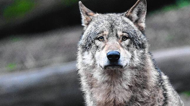 Ein Wolf läuft auf Futter wartend durch ein Gehege (Symbolbild). Immer wieder werden Tiere gerissen und der Wolf steht unter Verdacht, ...