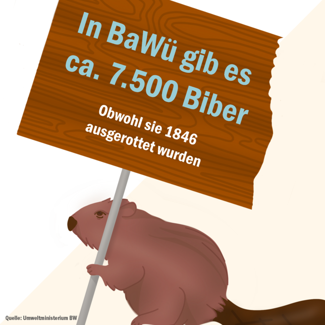 Bild 1: So viele Biber gibt es in Baden-Württemberg