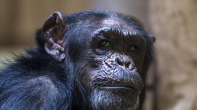 Schimpansen – so wie dieser in einem Zoo in Tschechien – gelten als Egoisten.
