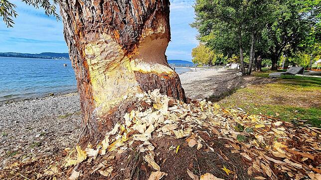 Dieser Baum wurde bereits mit einem speziellen Verbissschutzmittel bearbeitet (links), was den Biber ganz offensichtlich nicht davon ...