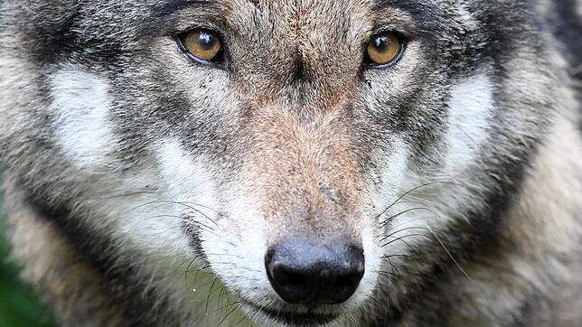 In Grafenhausen wurde ein Wolf gesichtet. Ob der Rüde noch im Landkreis unterwegs ist, kann derzeit nur spekuliert werden.
