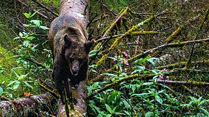 Ein seltener Moment: Die Braunbärin Gaia, die heute Luna heißt, zeigt sich im Alternativen Wolf- und Bärenpark im Schwarzwald nur ab und zu.