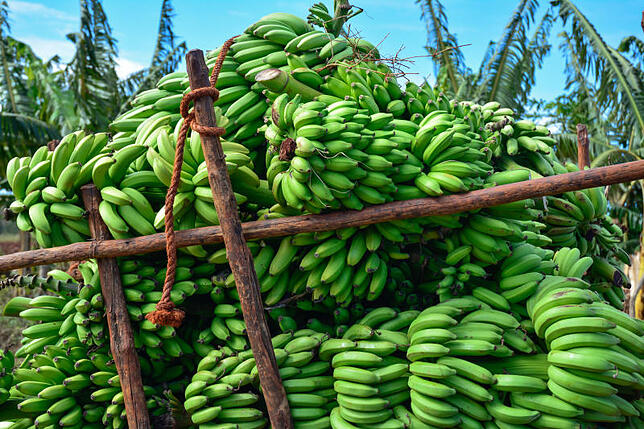 Sogenannte Fruchtstände mit Bananen sind aufgestapelt.