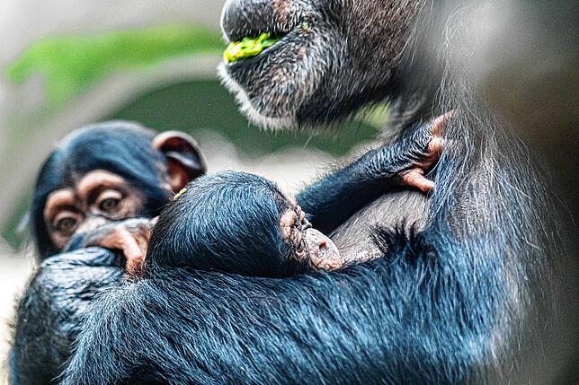 Bild 3: Adoption im Affenhaus: Schimpansen-Mama Kitoko zieht ihr eigenes und das neugeborene Baby ihrer Schwester auf (mit Video)
