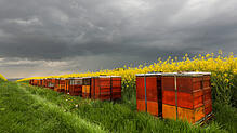 Vor einem blühenden Rapsfeld stehen Bienenstöcke in die die Bienen kurz vor einem Gewitter einfliegen.