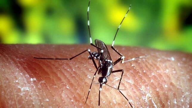 Eine Asiatische Tigermücke kann zum Beispiel das Dengue-Virus übertragen.