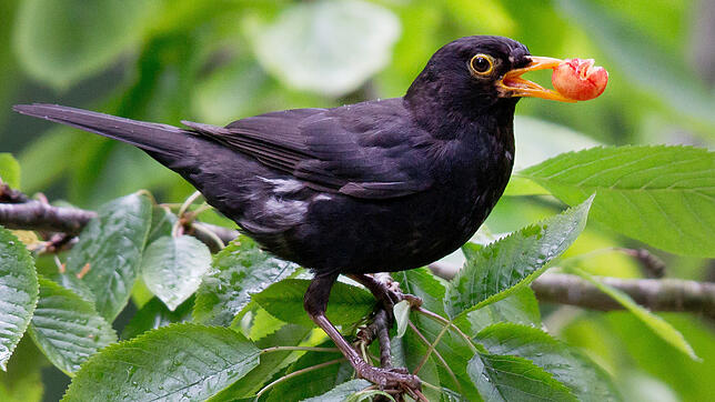 Eine Amsel mit einer Kirsche im Schnabel.