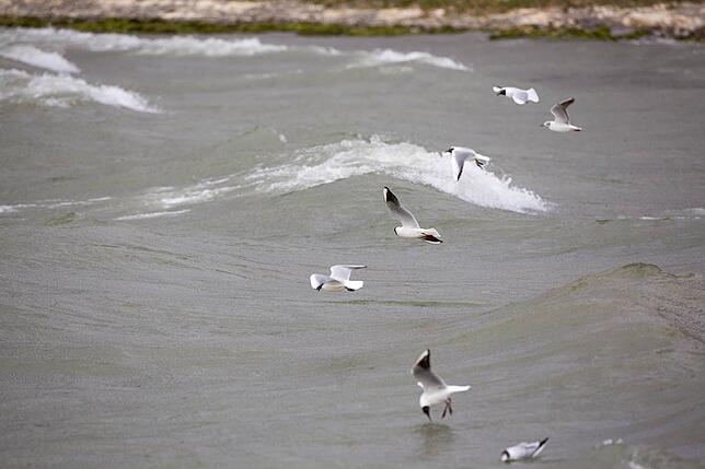 Bild 3: Sag' mir, wo die Möwen sind: Während heimische Vögel am Bodensee immer seltener zu sehen sind, nimmt die Anzahl der eingeflogenen Tiere zu