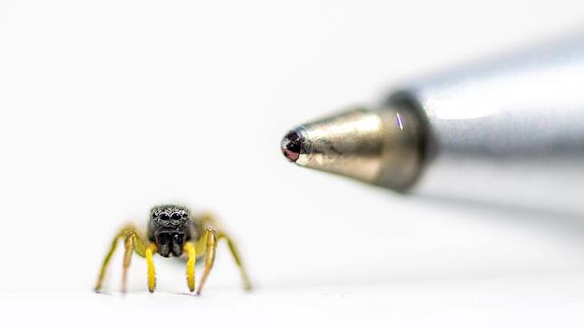 Eine Springspinne der Gattung Heliophanus flavipes sitzt neben der Spitze eines Kugelschreibers.