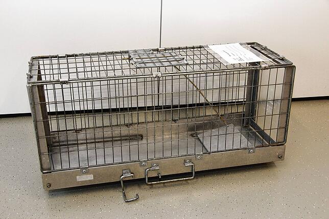 Mit solchen Fallen aus Drahtgeflecht werden wild lebende Katzen eingefangen.