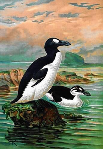 Der Riesenalk ist ein flugunfähiger großer Vogel. Der letzte wurde im Jahr 1852 beobachtet. Die Menschen stellten den Tieren gnadenlos ...