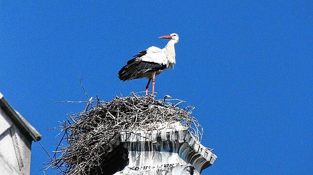 Der Storch genießt vom Nest aus den Weitblick.