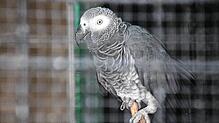 Mitten im Stadtgarten steht die Voliere mit exotischen Vögeln. Unter anderem ist ein Graupapagei hinter Gittern zu sehen. Manche ...