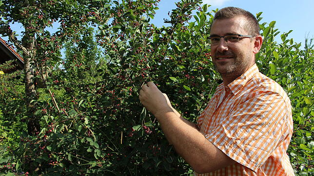 Die Felsenbeere ist eine von rund 30 Obstsorten, die Ansgar Barth in seiner Brennerei verarbeitet und zu Schnaps werden lässt. Bilder: ...