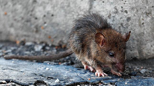 Eine Ratte sucht auf der Straße nach Nahrung. Vor allem in der Nähe von Wasser fühlen sich die Tiere wohl &ndash; so auch am Villinger ...