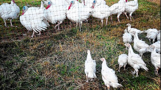 Die kleinen Puten sind sechs bis acht Wochen alt und die Neulinge auf dem Hummelhof. Die großen Puten sind bereits fünf bis sechs Monate ...