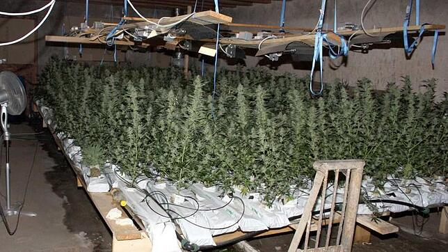 Eine Cannabis-Plantage in einer Garage bei Waldshut-Tiengen.