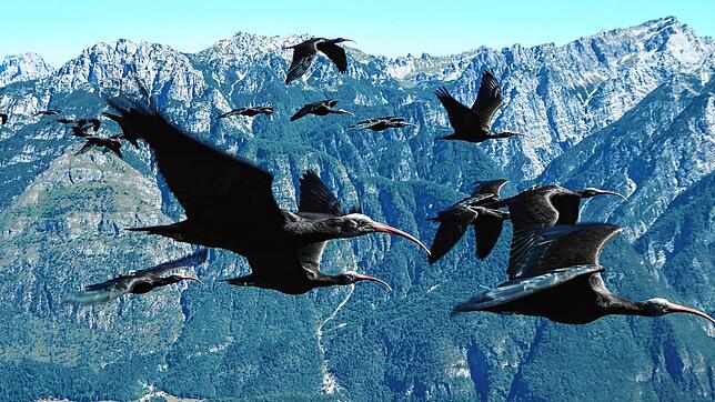 Ein Schwarm von Waldrappen fliegt in Tirol