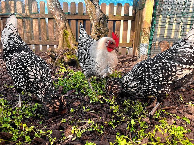 Die Hennen lassen sich Vogelmiere schmecken. Was Gärtner gerne als Unkraut zupfen, wird von den Hühnern genüsslich verspeist.
