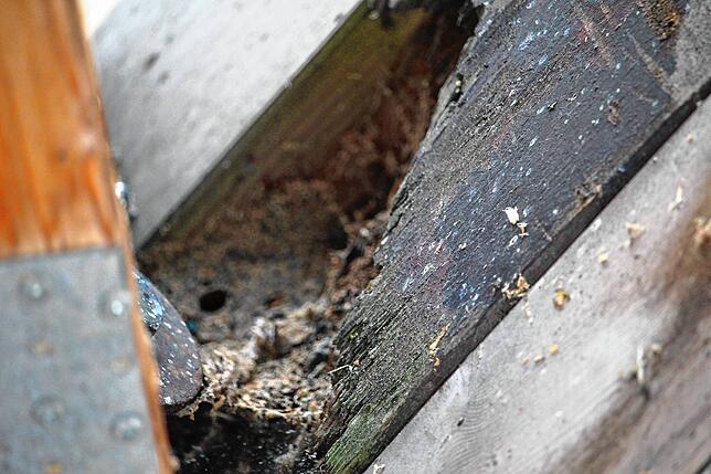 Bei genauem Hinsehen wird das Problem deutlich: Das Holz ist an diesem Knotenpunkt bereits verfault und morsch.