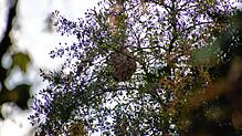 Auf den ersten Blick kaum zu erkennen: Das große Nest der Asiatischen Hornisse hängt etwa 20 Meter hoch nahe des Stockacher Spielplatzes ...