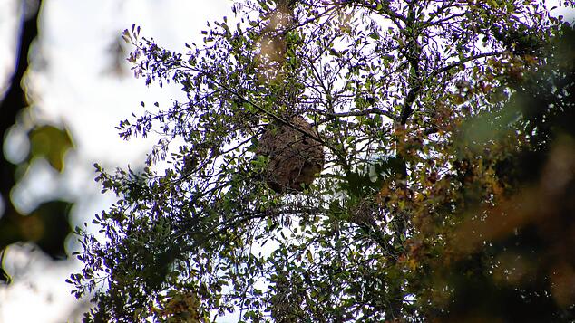 Auf den ersten Blick kaum zu erkennen: Das große Nest der Asiatischen Hornisse hängt etwa 20 Meter hoch nahe des Stockacher Spielplatzes ...