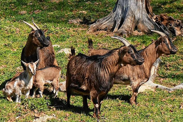 Kein bisschen dumm: Studien haben gezeigt, das Ziegen trotz ihres kleinen Gehirns ganz schön schlau sind – im Wildgehege Waldshut ...