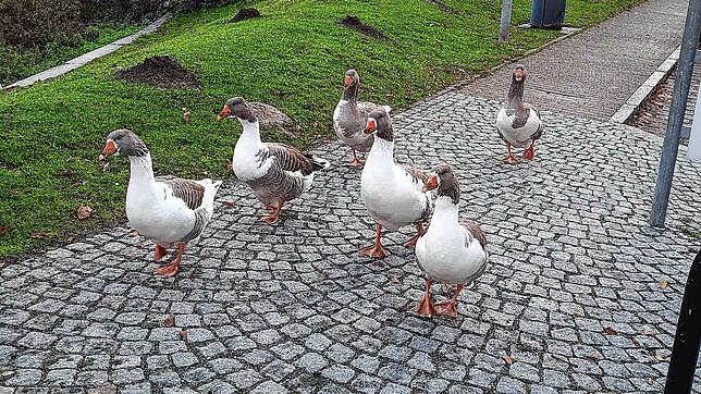 Die Gänse sind bereits seit einigen Wochen am Brigachufer bei der Schützenbrücke unterwegs und ein beliebtes Motiv bei Fotografen.