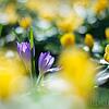 Frühling