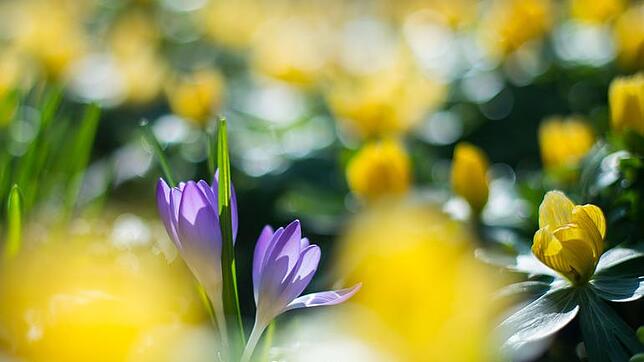 Frühling