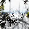 Der Kormoran hat sich am Bodensee eingerichtet. Hier sehen wir ihn bei Friedrichshafen.