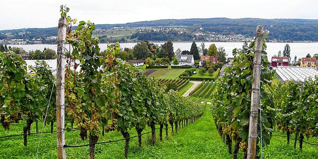 Auf circa 21 Hektar gibt es Weinreben auf der Reichenau &ndash; hier am Südhang der Hochwart, im Hintergrund das Schweizer Ufer.